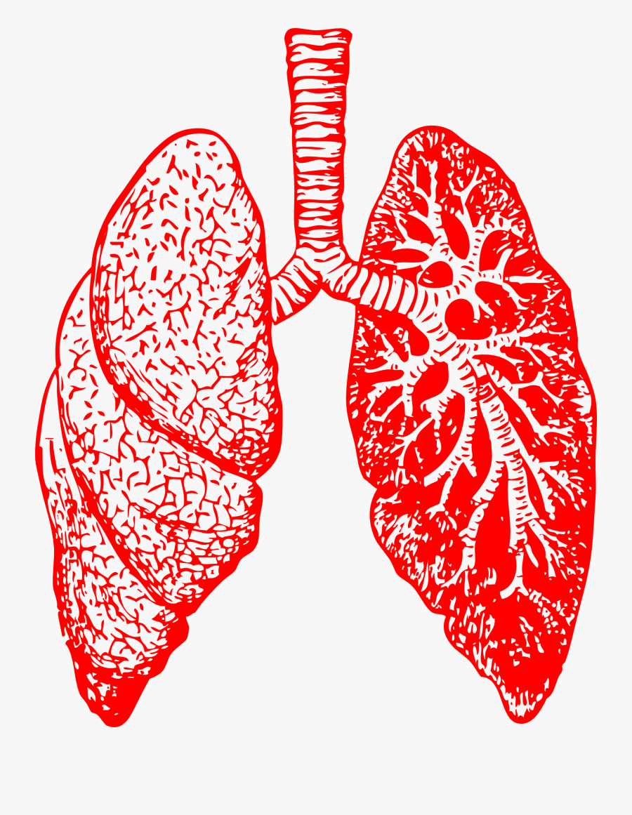 Lungs Anatomy Breathing Png Image - Black And White Lungs, Transparent Clipart
