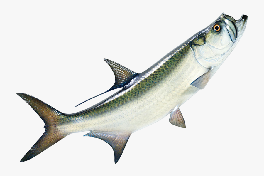 Breathe Life Pine Island / Bait And Tackle Pine Island - Tarpon Fish Png, Transparent Clipart