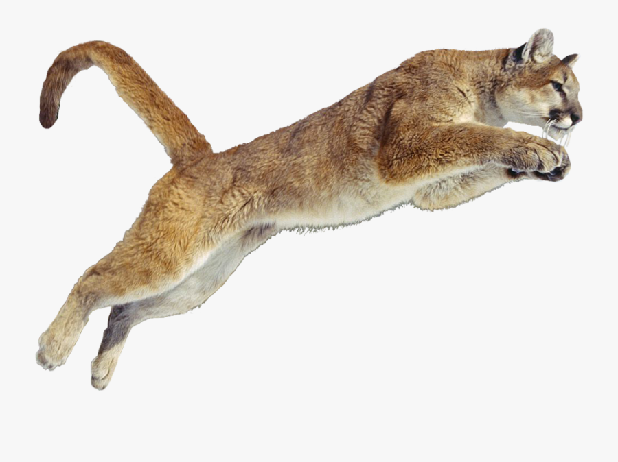 Png Transparent Images Pluspng - Cougar Png, Transparent Clipart