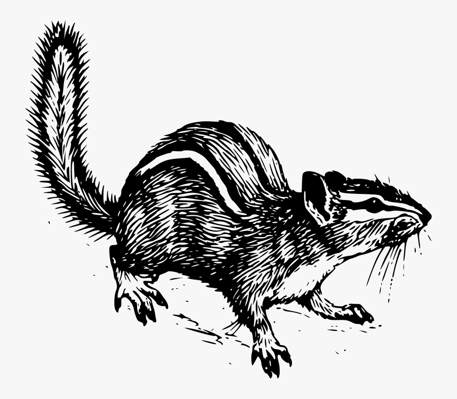 Chipmunk Line Drawing, Transparent Clipart
