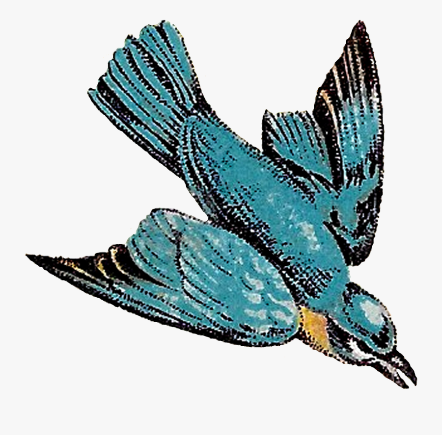 The Second Digital Bird Image Is Of A Blue Jay That - Bird Flying Downwards, Transparent Clipart