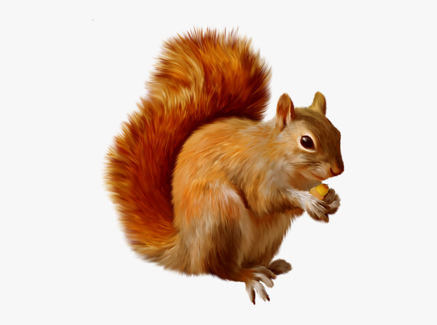 Red Squirrel Clip Art, Transparent Clipart