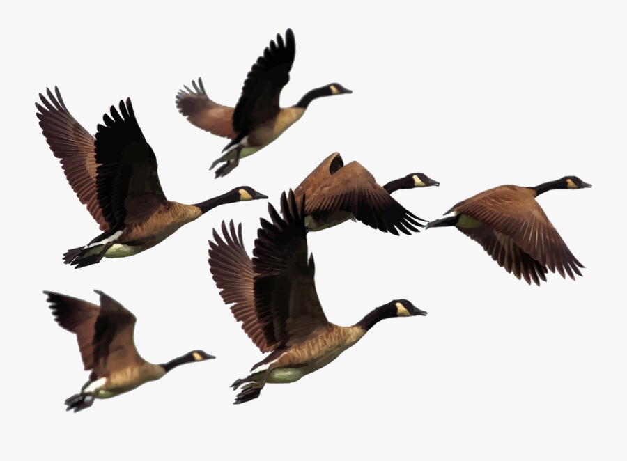 Clip Art Onlinelabels Clip Art Gaggle - Geese Clipart, Transparent Clipart