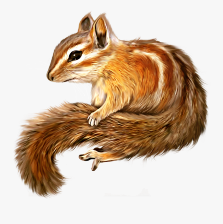 #ftestickers #chipmunk #cute - Transparent Background Sketch Chipmunk, Transparent Clipart