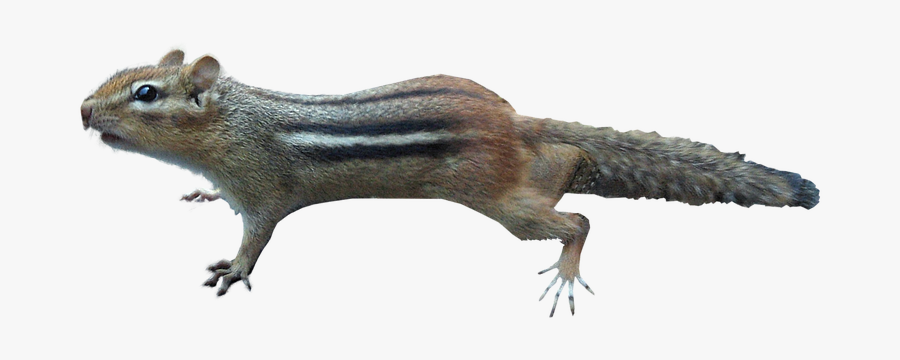 Animal Photography Transparent, Transparent Clipart