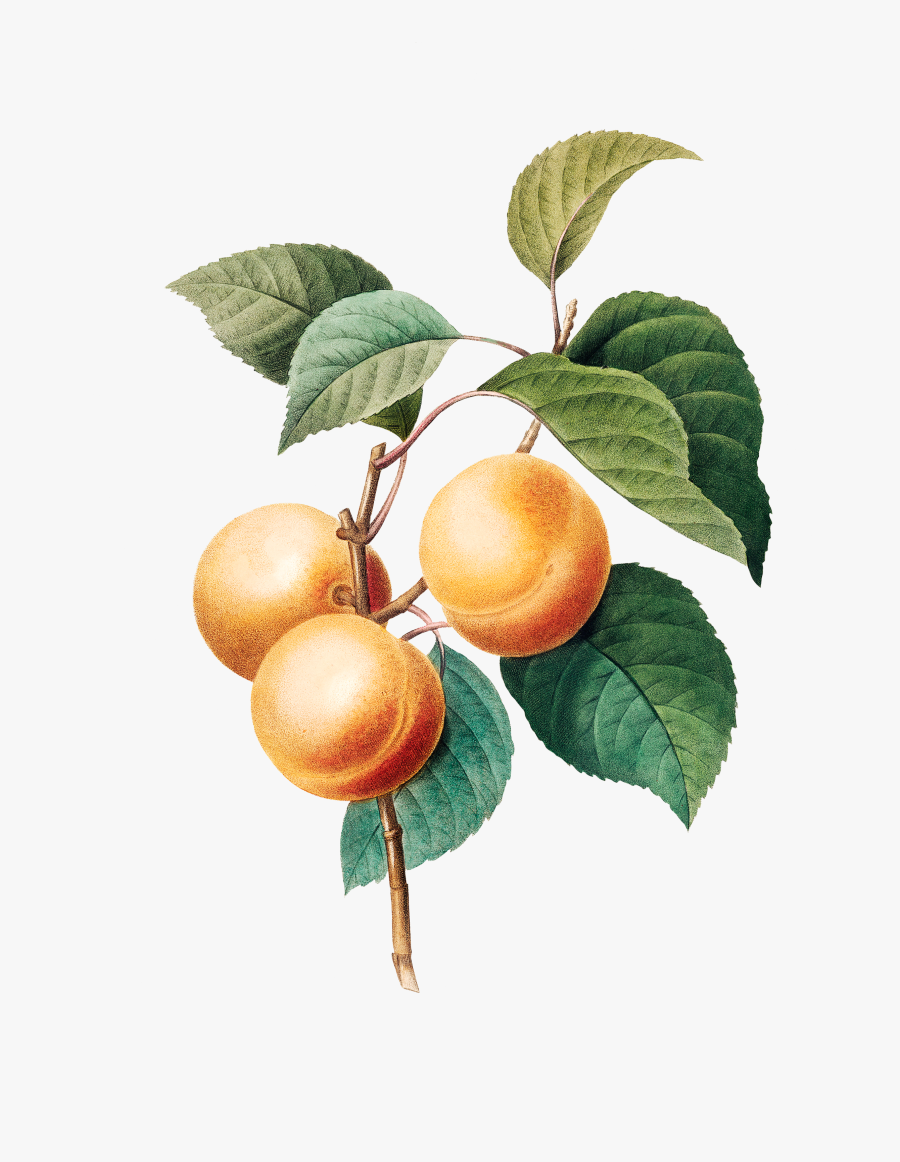 Apricot Poster, Transparent Clipart