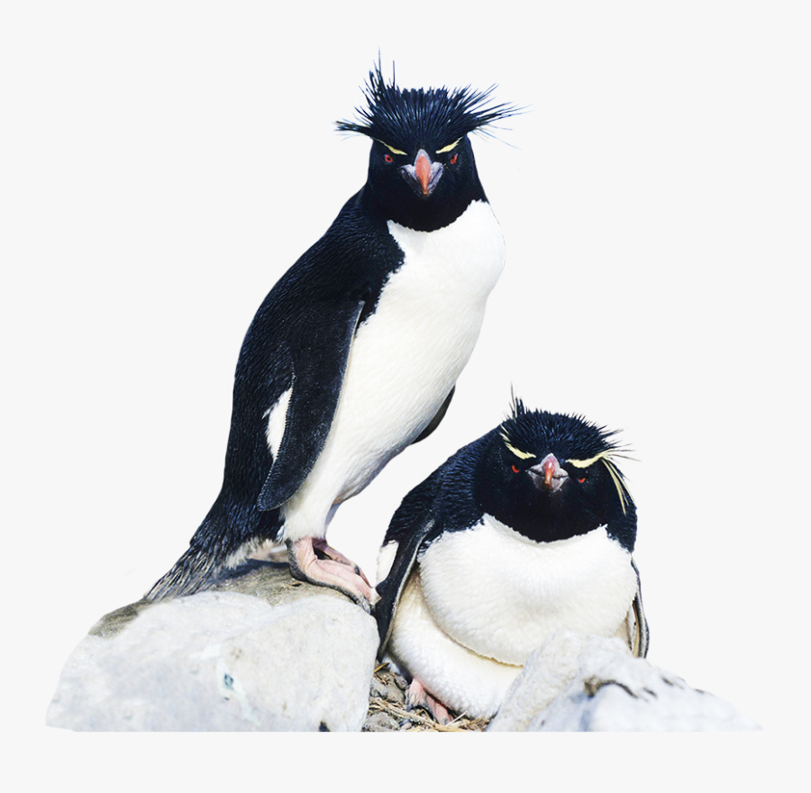 Rockhopper Penguin Clipart - Rockhopper Penguin, Transparent Clipart