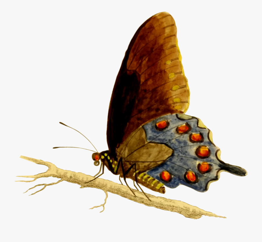 Brush-footed Butterfly, Transparent Clipart