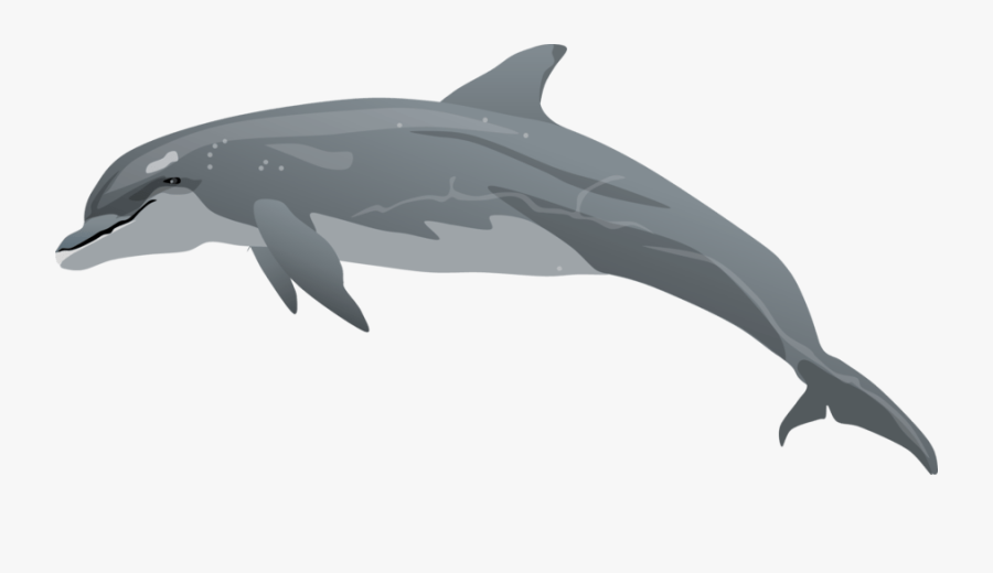 Thumb Image - Realistic Dolphin Clip Art, Transparent Clipart
