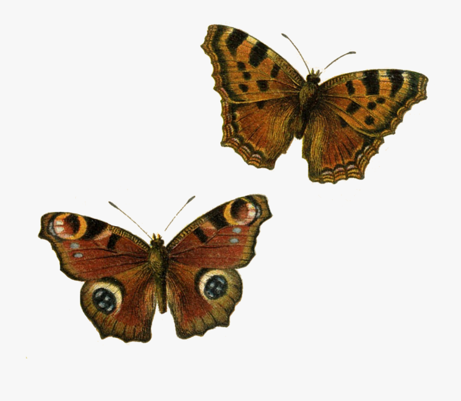 Brown Butterflies Clip Art Transparent Background - Transparent Background Moth Clipart, Transparent Clipart