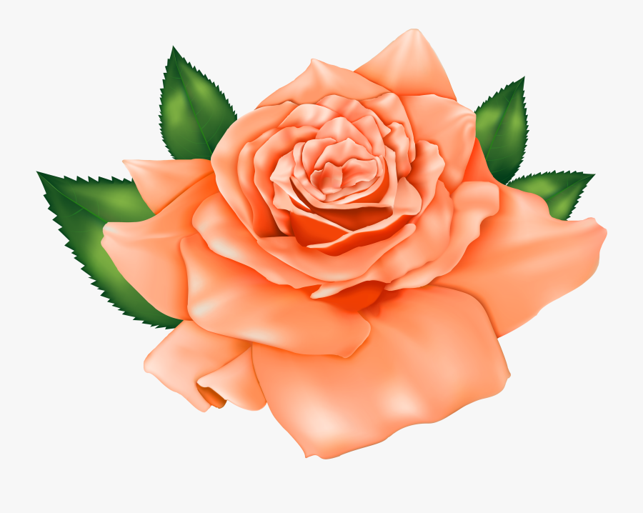 Beautiful Orange Rose Png Clipart - Transparent Peach Rose Png, Transparent Clipart