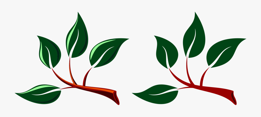 Plant,flora,leaf - Ramos Com Folhas Png, Transparent Clipart