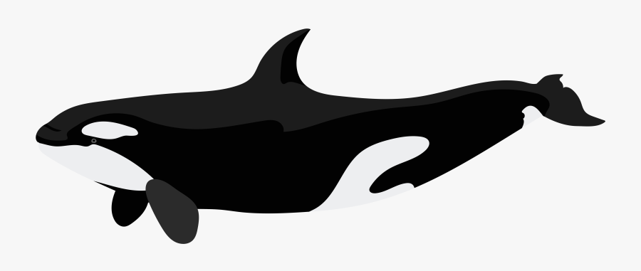 Killer Whale Dolphin Clip Art - Killer Whale Orca Png, Transparent Clipart