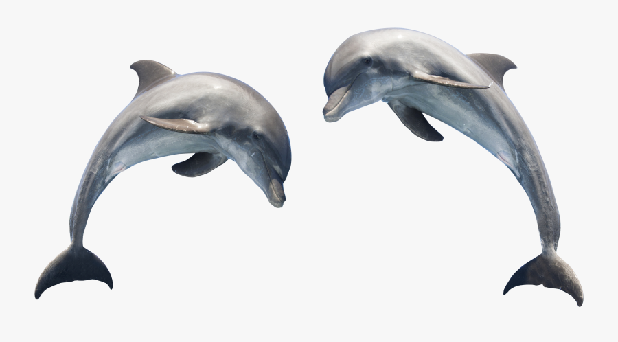 Bottlenose Dolphin Clipart Transparent Background - Dolphin Png, Transparent Clipart