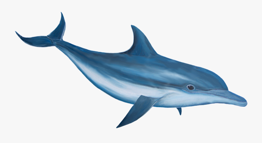 Dolphin - Dolphin Png, Transparent Clipart