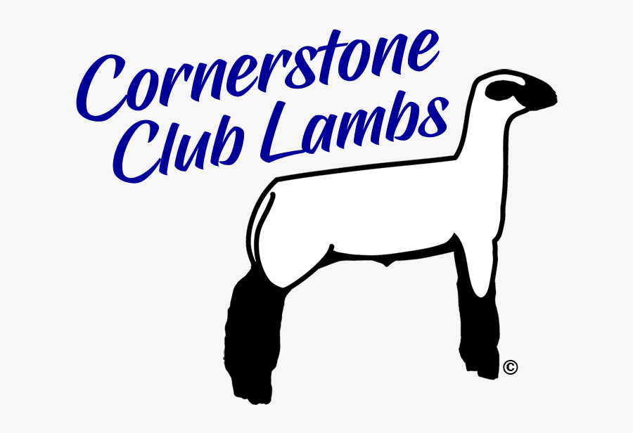 Show Lambs Amp Sheep For Sale Cornerstone Club Lambs, - Free Club Lamb Logo, Transparent Clipart
