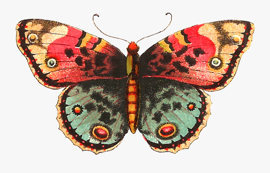 Transparent Butterfly Png - Roger Alan Wade 2019, Transparent Clipart
