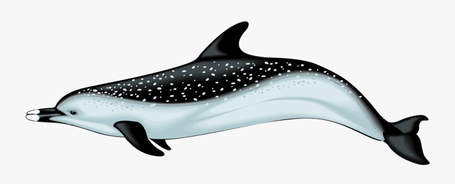 Dolphin - Clipart - - Ocean Animals Realistic Clipart, Transparent Clipart