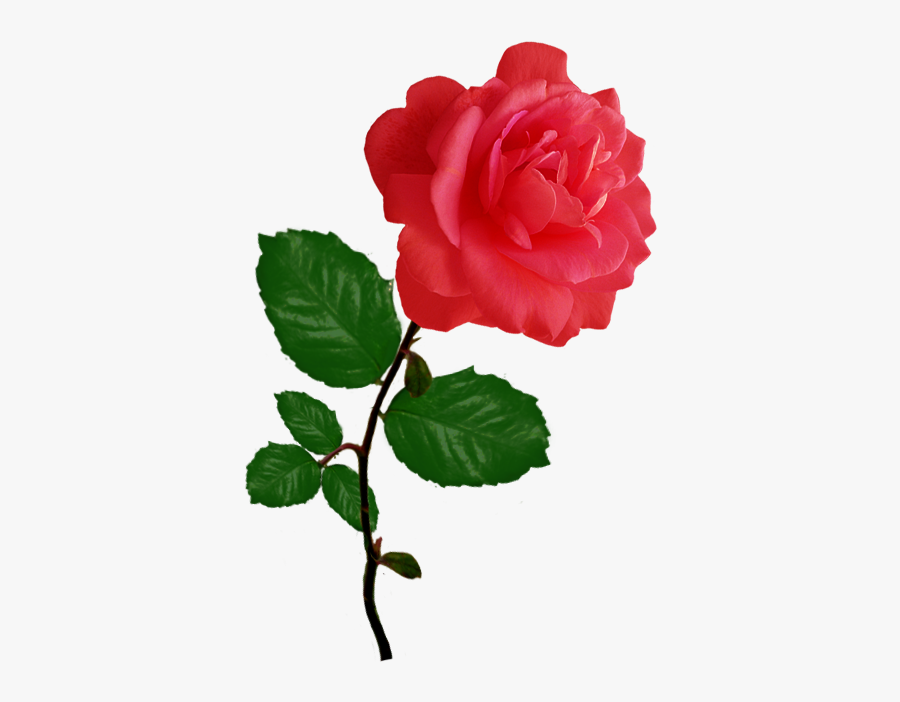 Red Red Rose Clipart - Single Pink Roses Png, Transparent Clipart