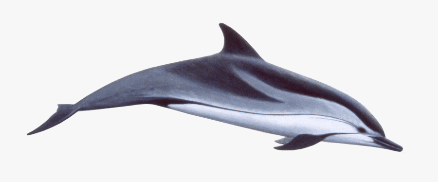 Transparent Dolphins Clipart - Stenella Coeruleoalba, Transparent Clipart