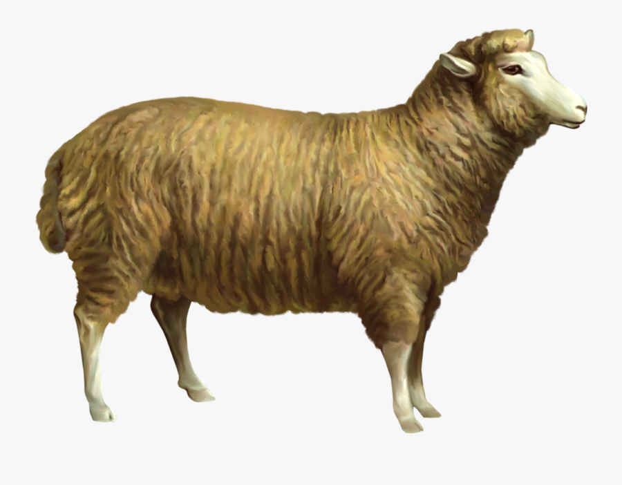 Png Picture Gallery Yopriceville - Sheep Images Hd Png, Transparent Clipart