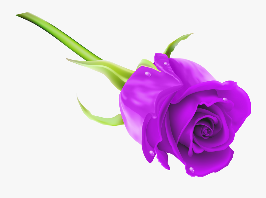 Purple Rose Png Clip Art Image - Rose Png Images Hd, Transparent Clipart