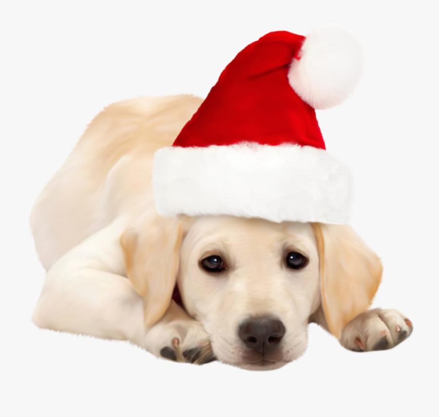 Dog With Santa Hat Png Clipart Dog With Christmas Hat , Free