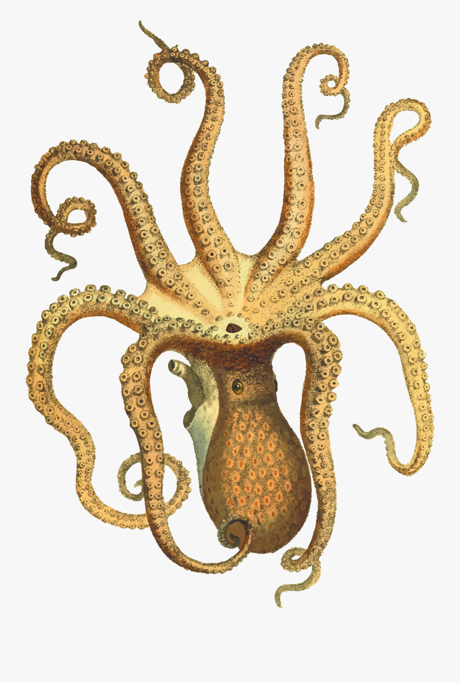 Clipart - Vintage Octopus Illustration Png, Transparent Clipart