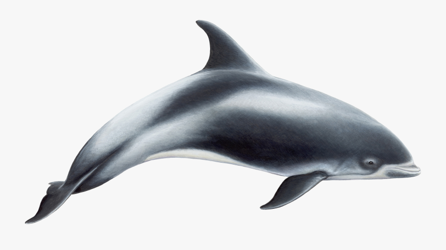 Dolphin - White Beaked Dolphin, Transparent Clipart