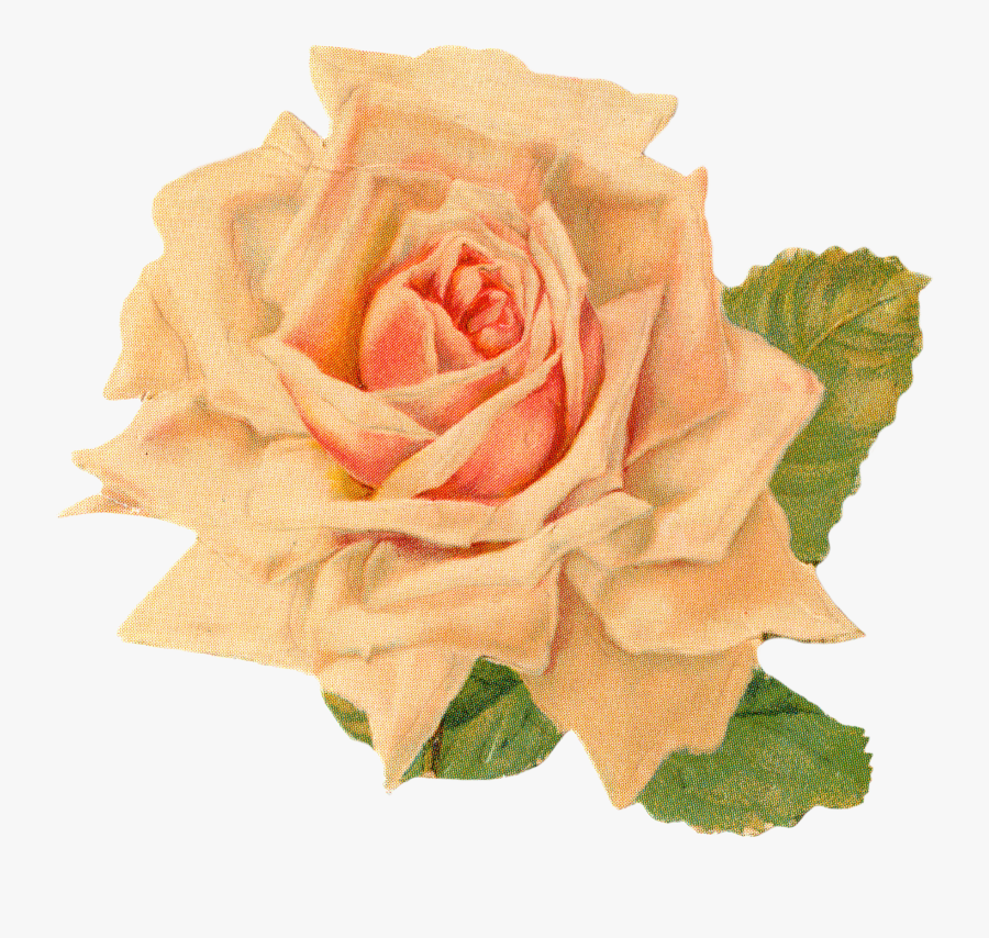 Rose Vintage Art Clip, Transparent Clipart