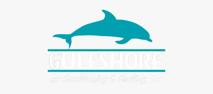Dolphin Clipart Beach Florida - Common Bottlenose Dolphin, Transparent Clipart