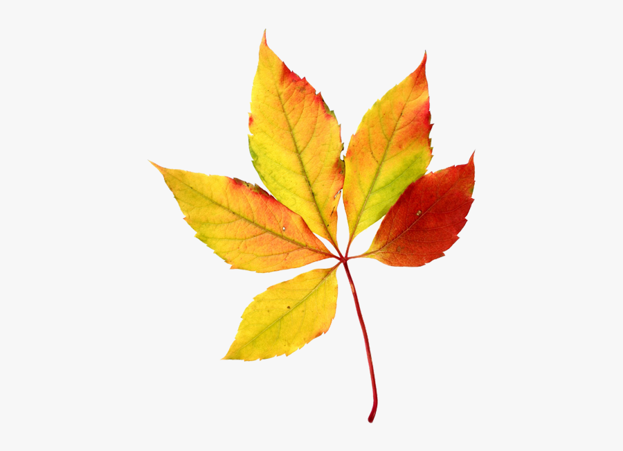 Fall Leaves Autumn Leaves Watercolor Sini Ezer Hojas - Watercolor Leaf Png Fall, Transparent Clipart