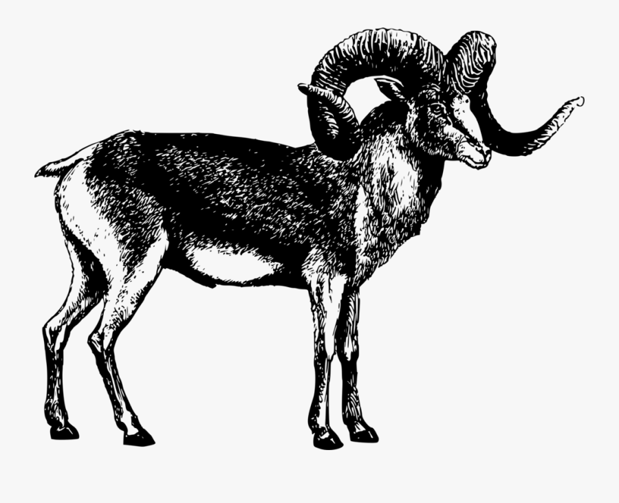 Sheep,wildlife,cattle Like Mammal - Marco Polo Sheep Png, Transparent Clipart