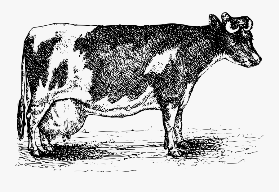 Transparent Dairy Cow Png - Catholic Religious Orders Cow, Transparent Clipart