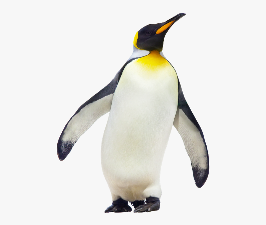 Penguin Clipart Emperor Penguin - Penguin Png, Transparent Clipart