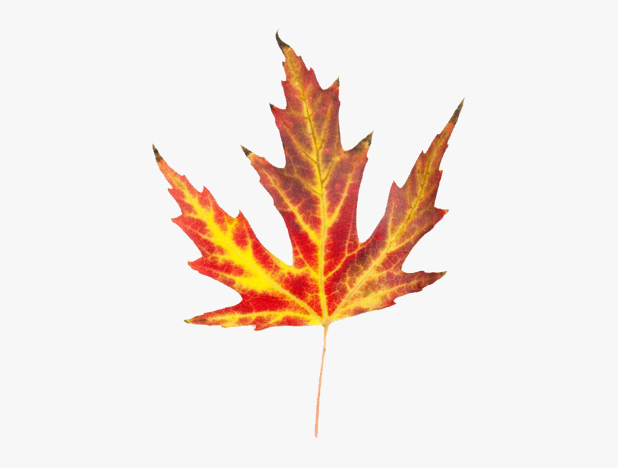 Autumn Leaves Clip Art Banners - Cool Fall Leaves, Transparent Clipart