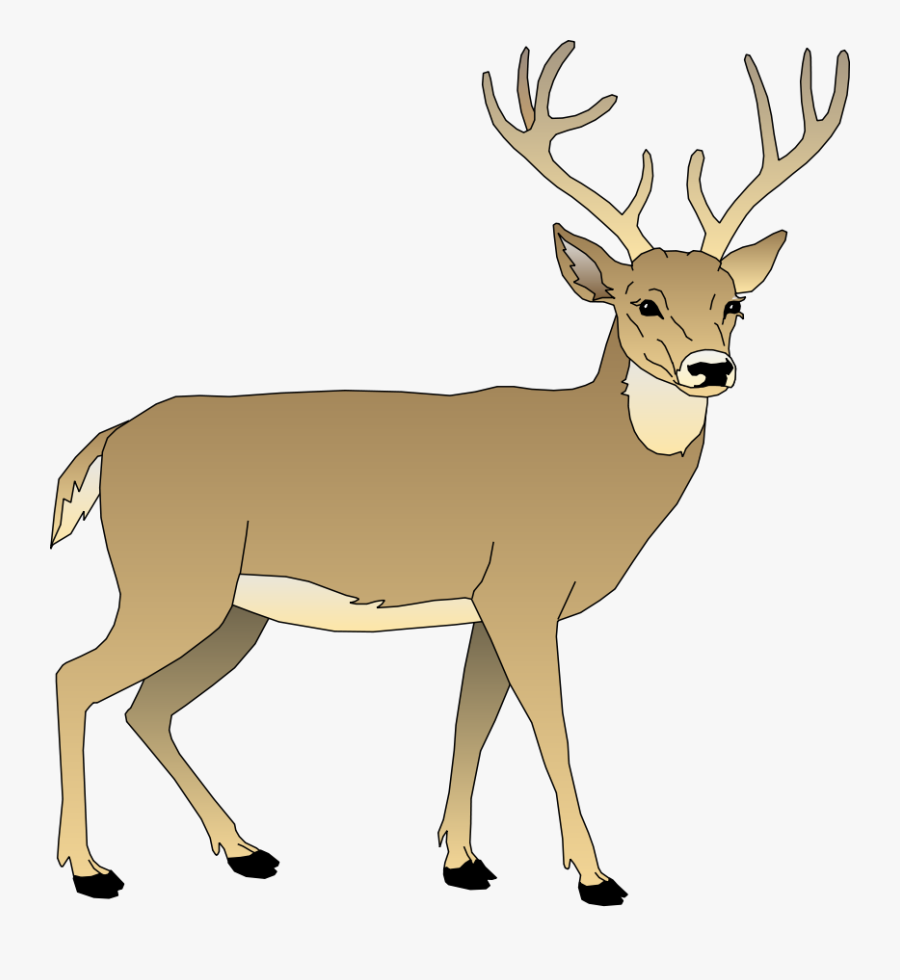 Clip Art Deer - White Tailed Deer Clipart, Transparent Clipart