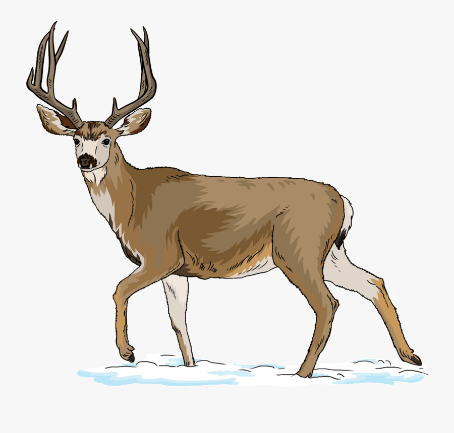 Reindeer, Transparent Clipart