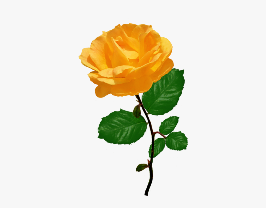 Orange Rose Clipart With Leaves - Orange Rose Clip Art, Transparent Clipart