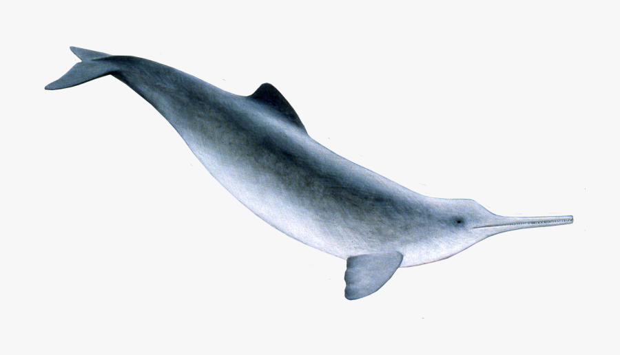 Franciscana Dolphin Clipart Transparent Stock - Ganges River Dolphin Png, Transparent Clipart