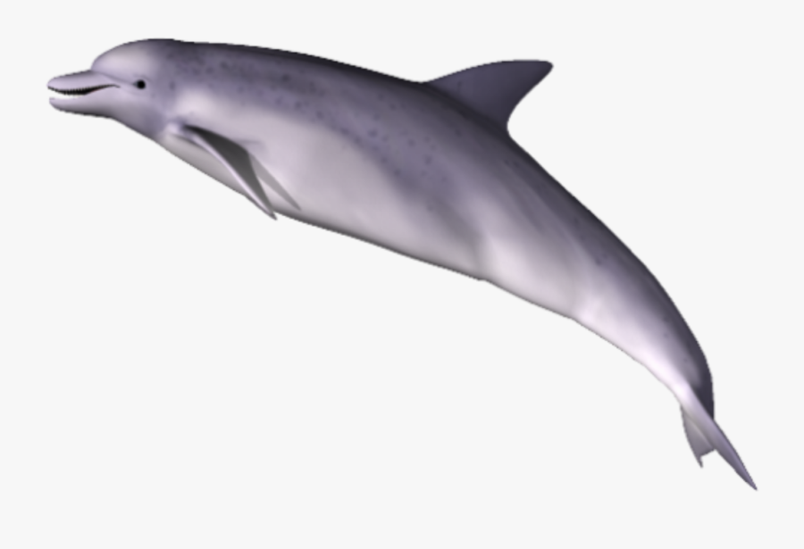 Download Dolphin Png Clipart - Dolphin Png, Transparent Clipart