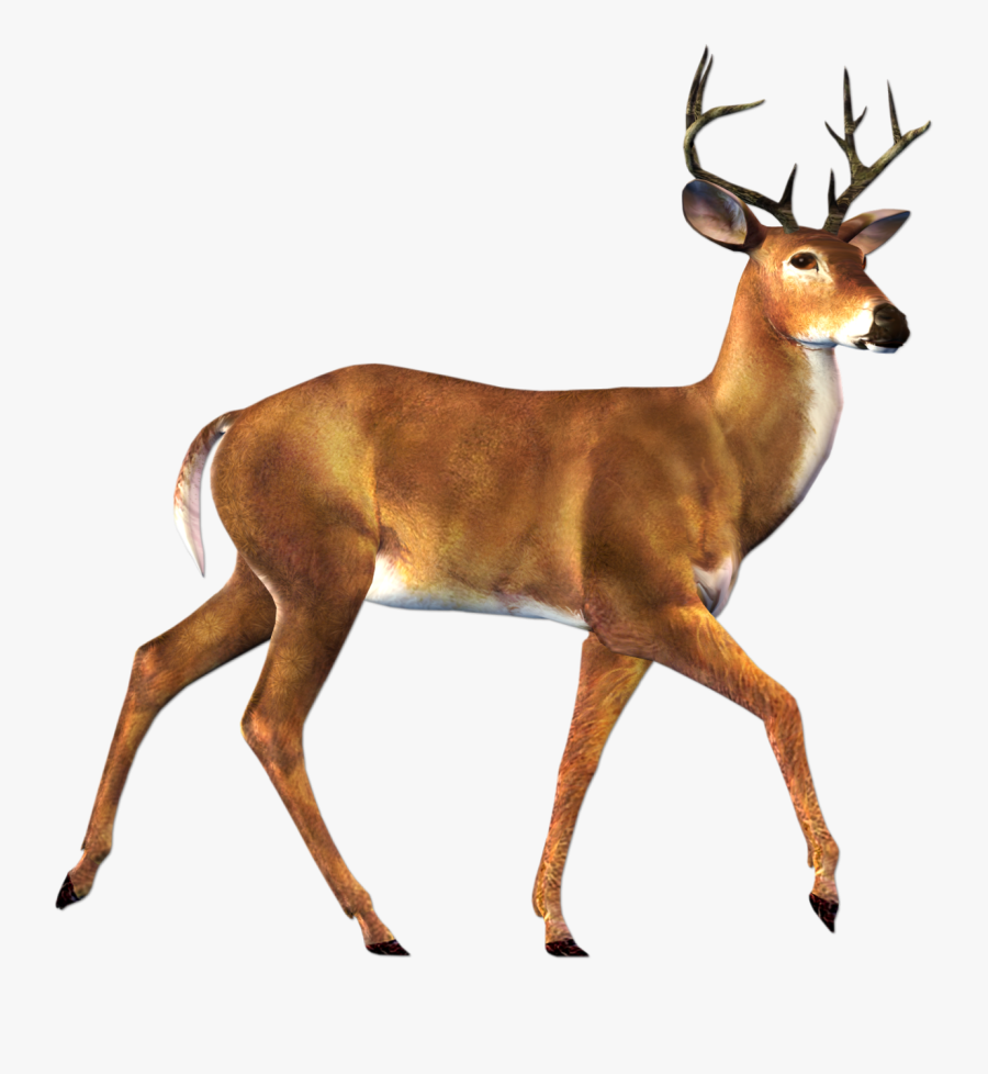 Deer Transparent Background, Transparent Clipart