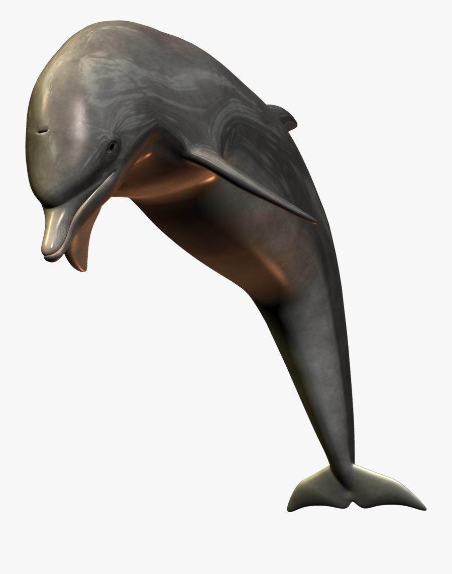 Dolphin - Dolphin Transparent Background, Transparent Clipart