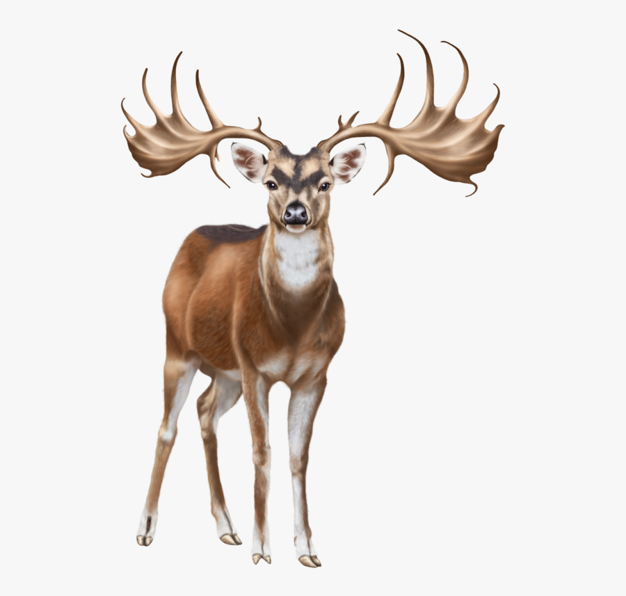 Deer Png Clip Art - Clip Art Png Deer, Transparent Clipart