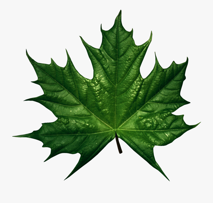 Green Autumn Leaves Clipart, Transparent Clipart