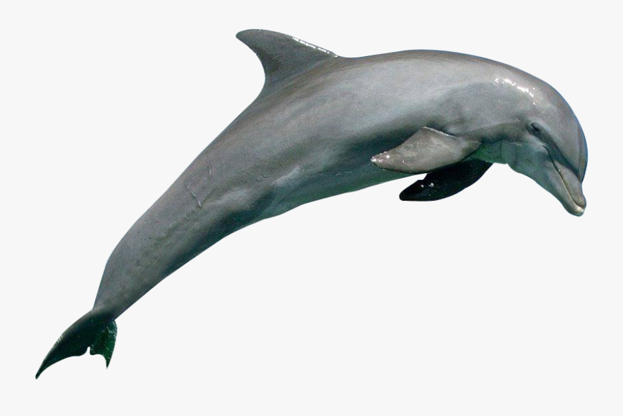 Dolphin Png, Transparent Clipart