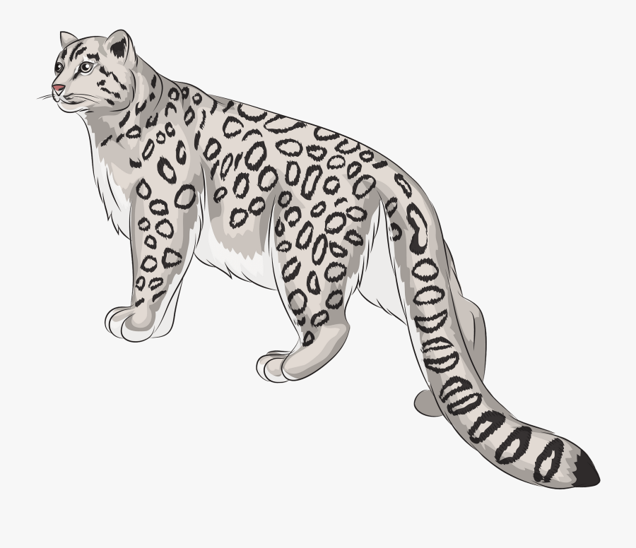 Snow Leopard, Transparent Clipart