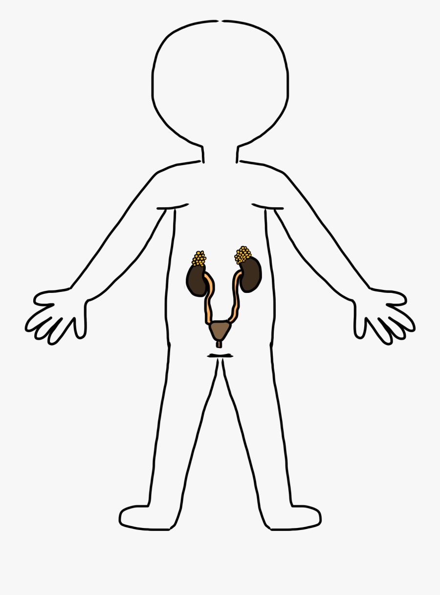 Body - Clip - Art - My Body Systems, Transparent Clipart