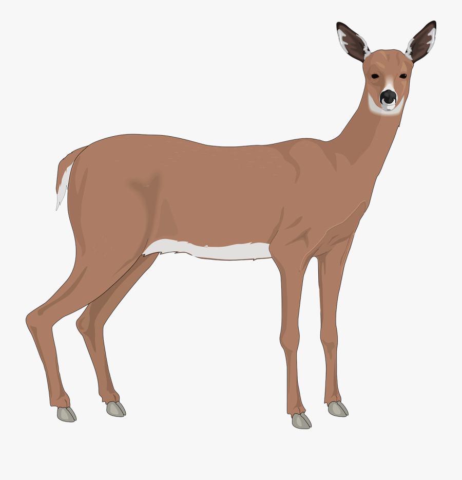 Transparent Antlers Clipart - Tick On A Deer Clipart, Transparent Clipart