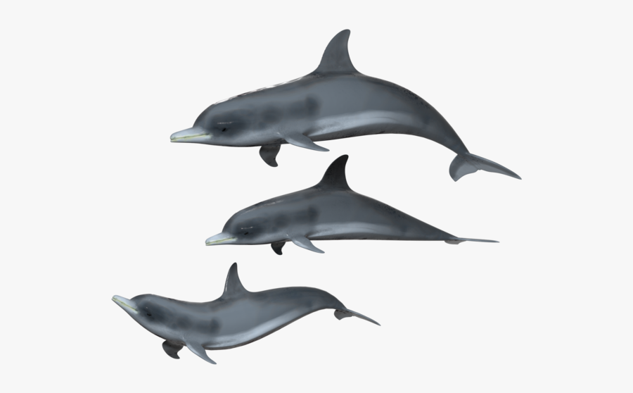 Dolphin With A Transparent Background, Transparent Clipart